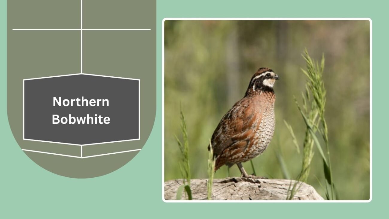 Northern Bobwhite