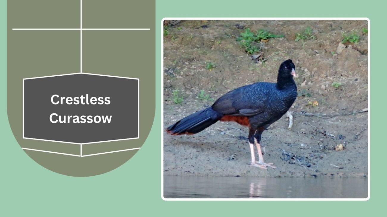 Crestless Curassow