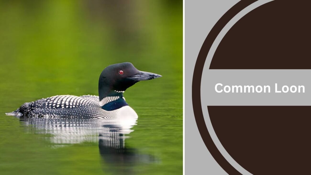 Common Loon