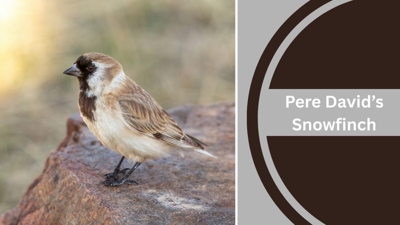 Pere David’s Snowfinch (Pyrgilauda davidiana)