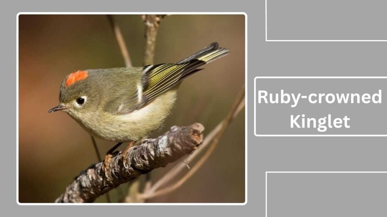 Ruby-crowned Kinglet