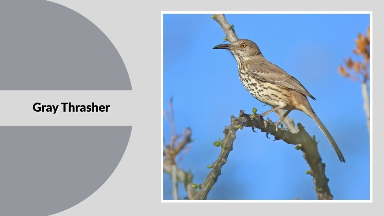 Gray Thrasher