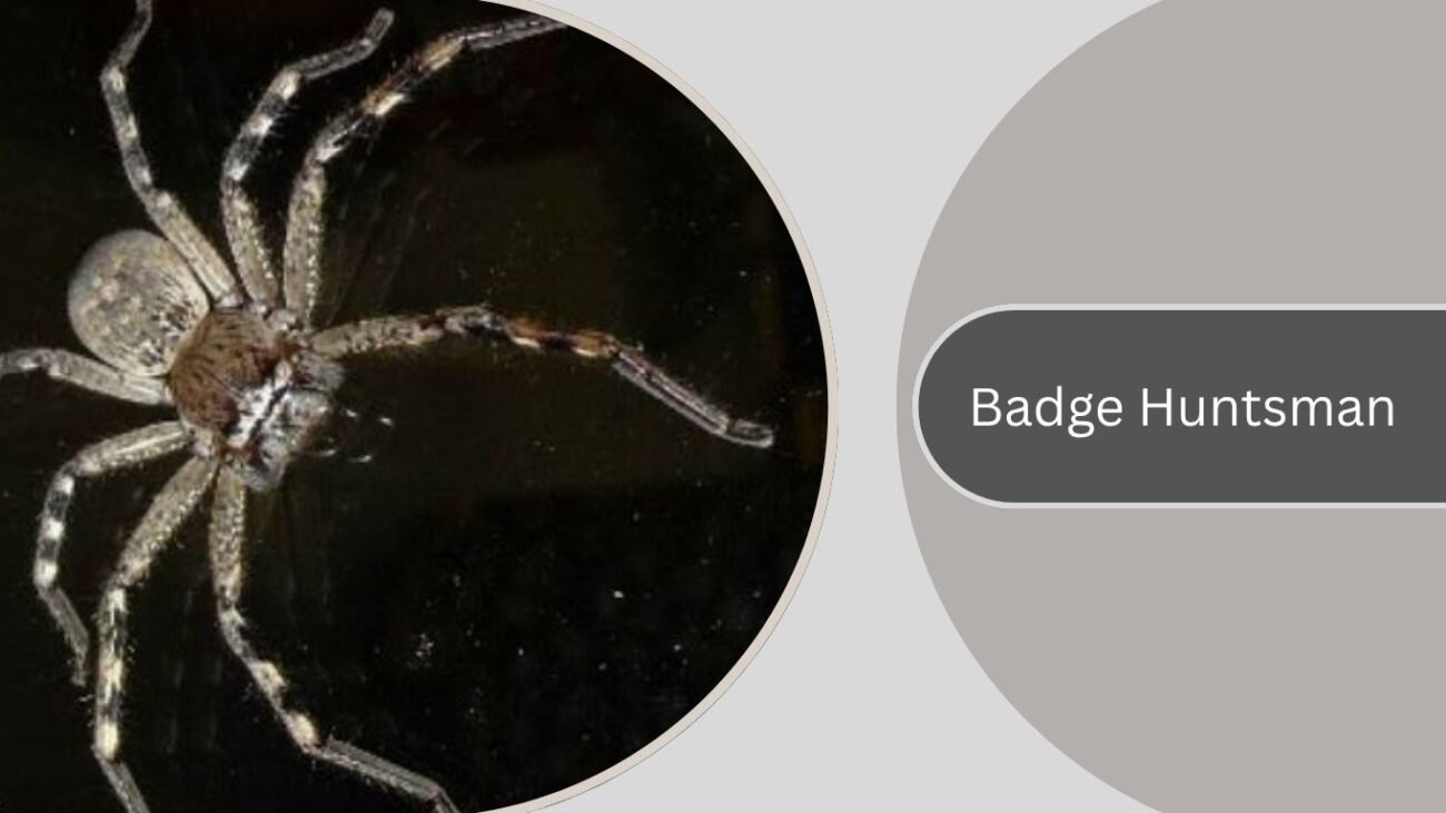 Badge Huntsman