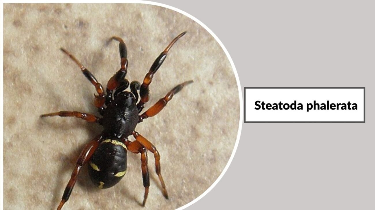 Steatoda phalerata