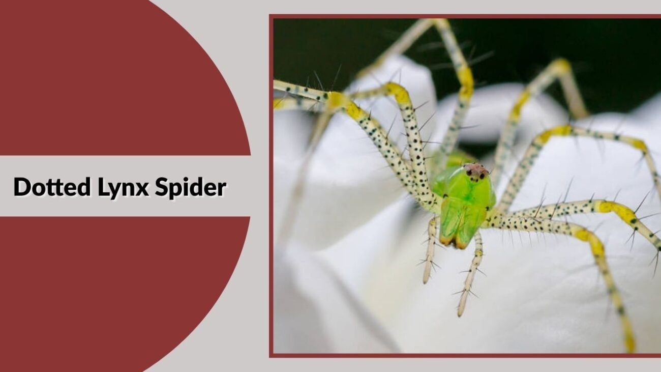 Dotted Lynx Spider