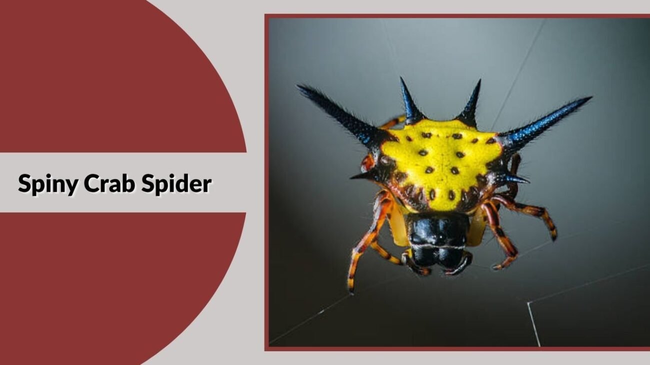 Spiny Crab Spider