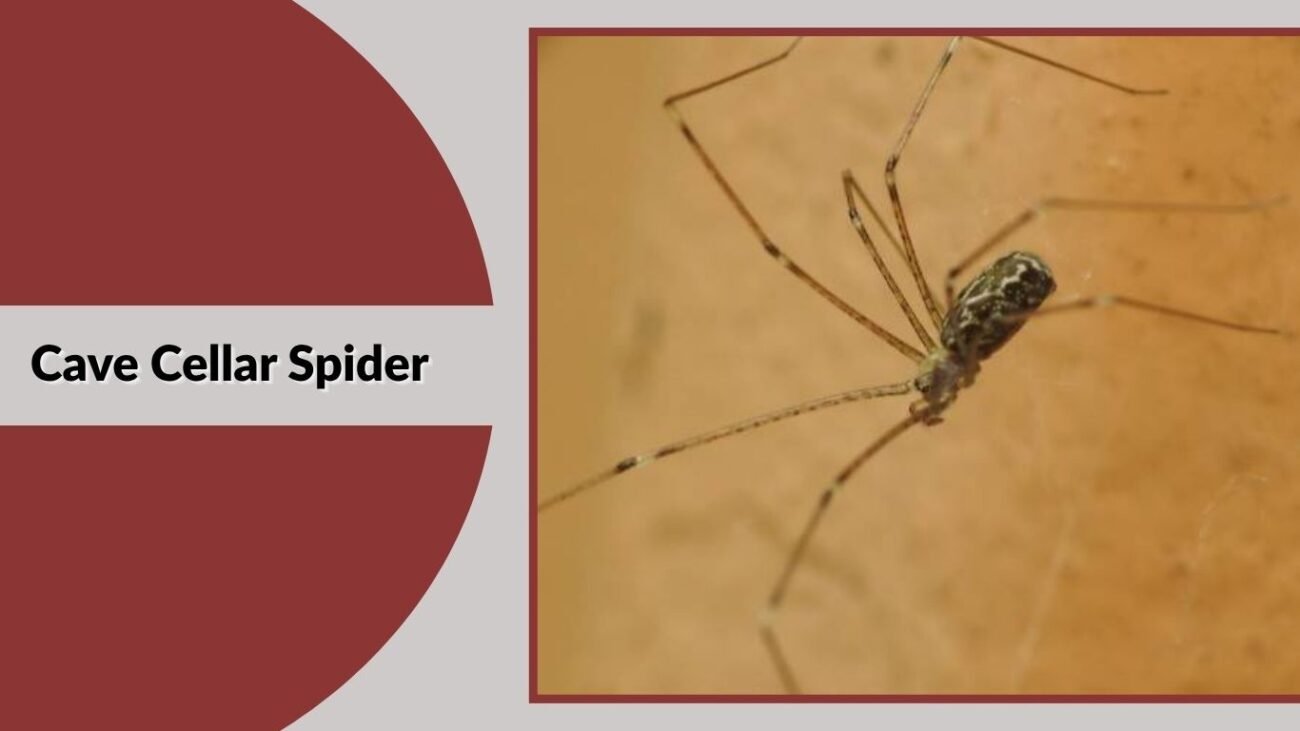 Cave Cellar Spider