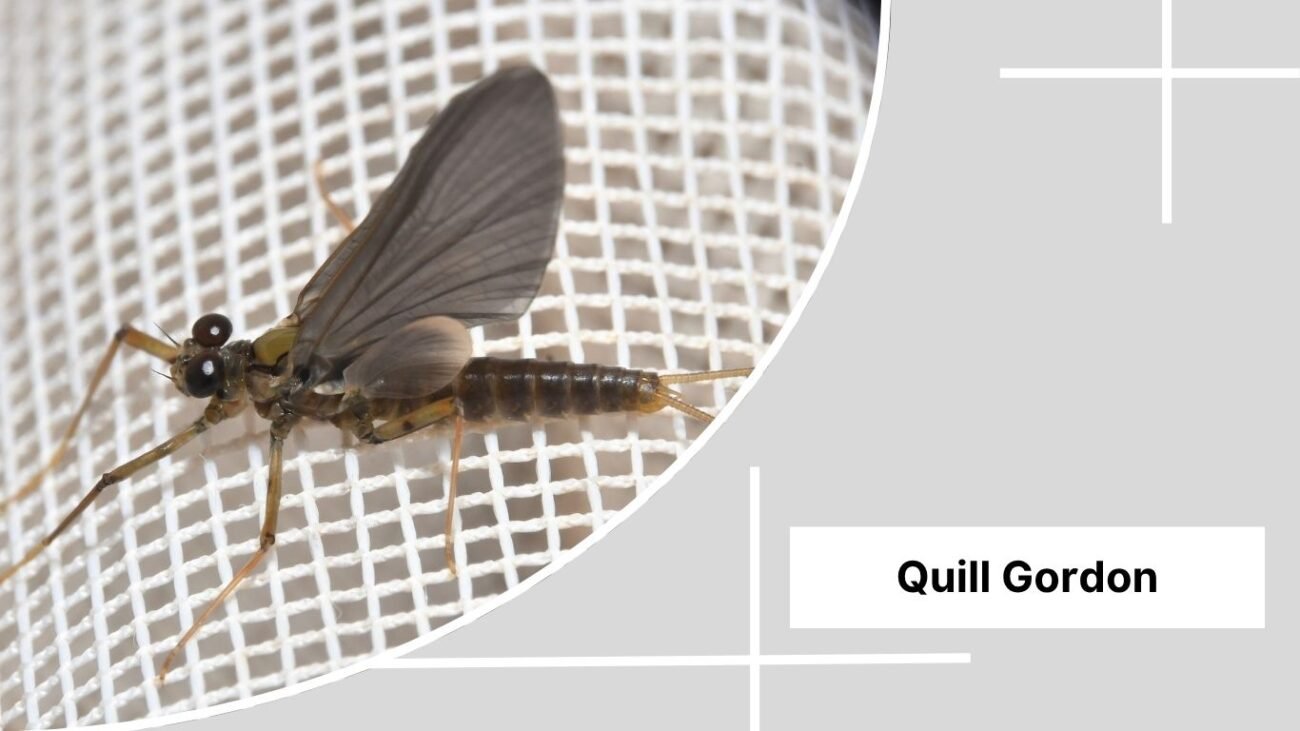 Quill Gordon 