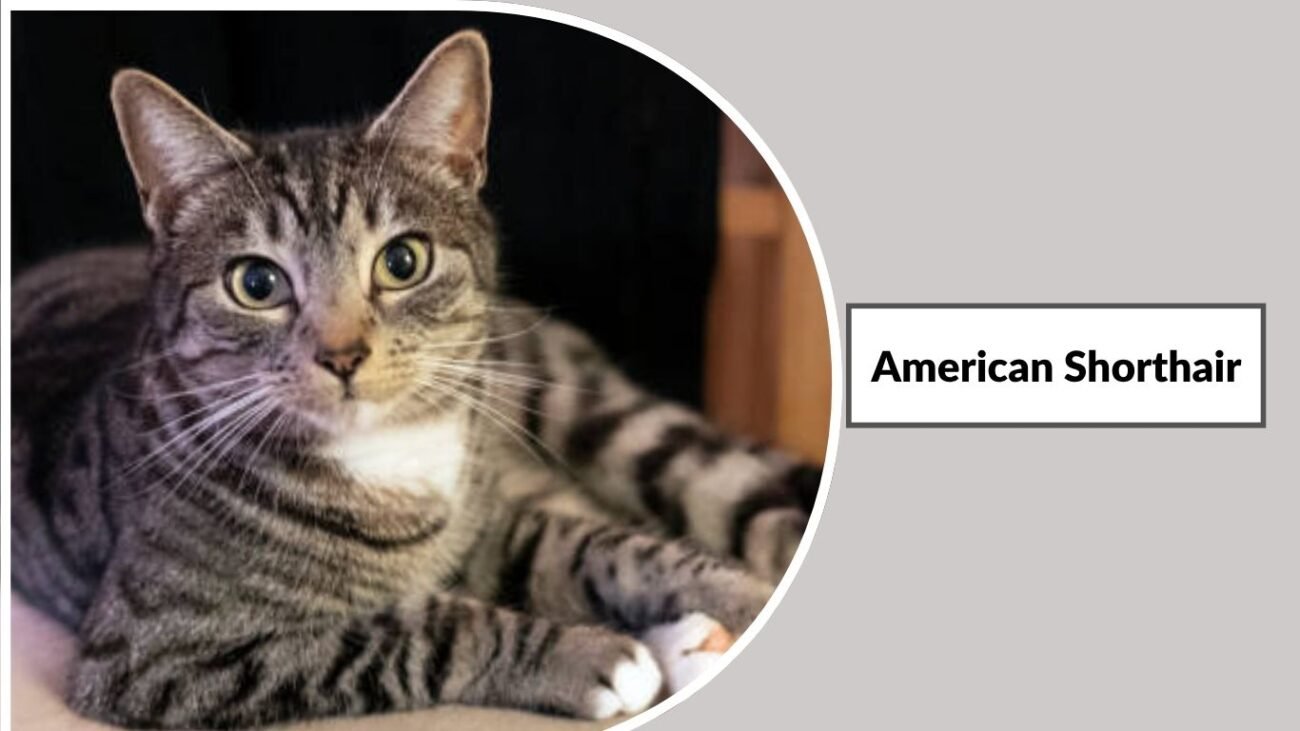American Shorthair