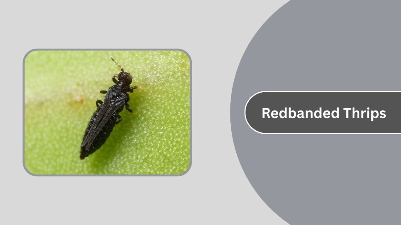 Redbanded Thrips