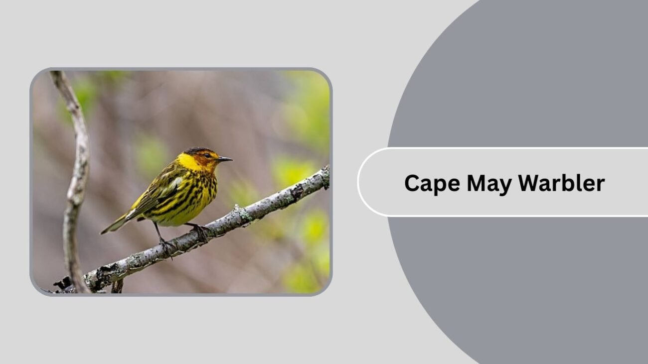 Cape May Warbler