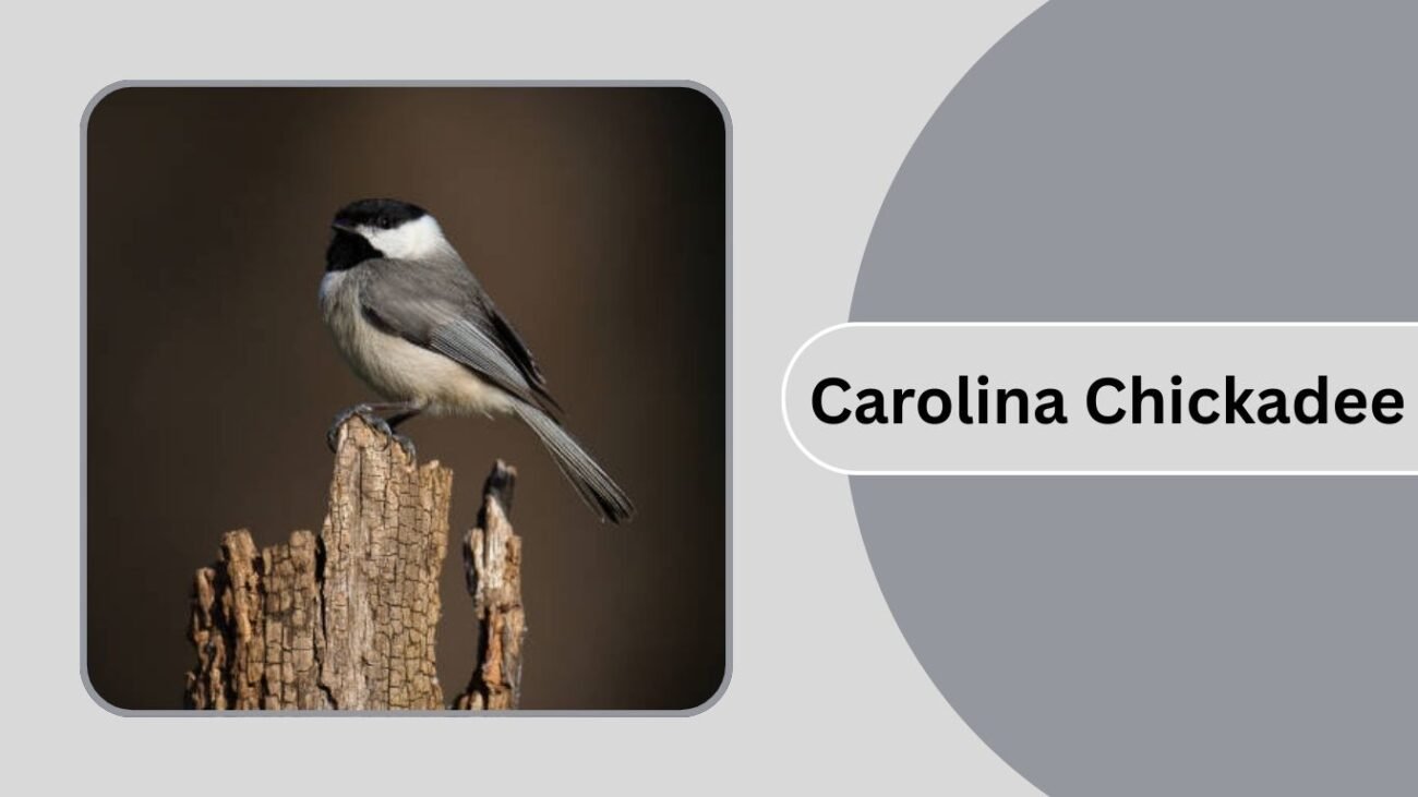 Carolina Chickadee