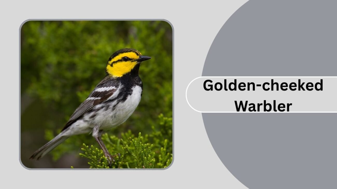 Golden-cheeked Warbler