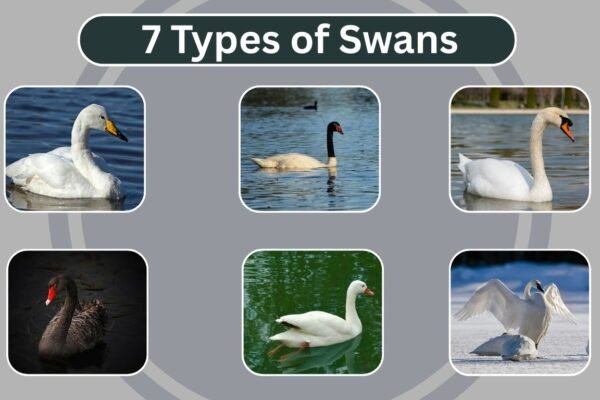 7 Types of Swans