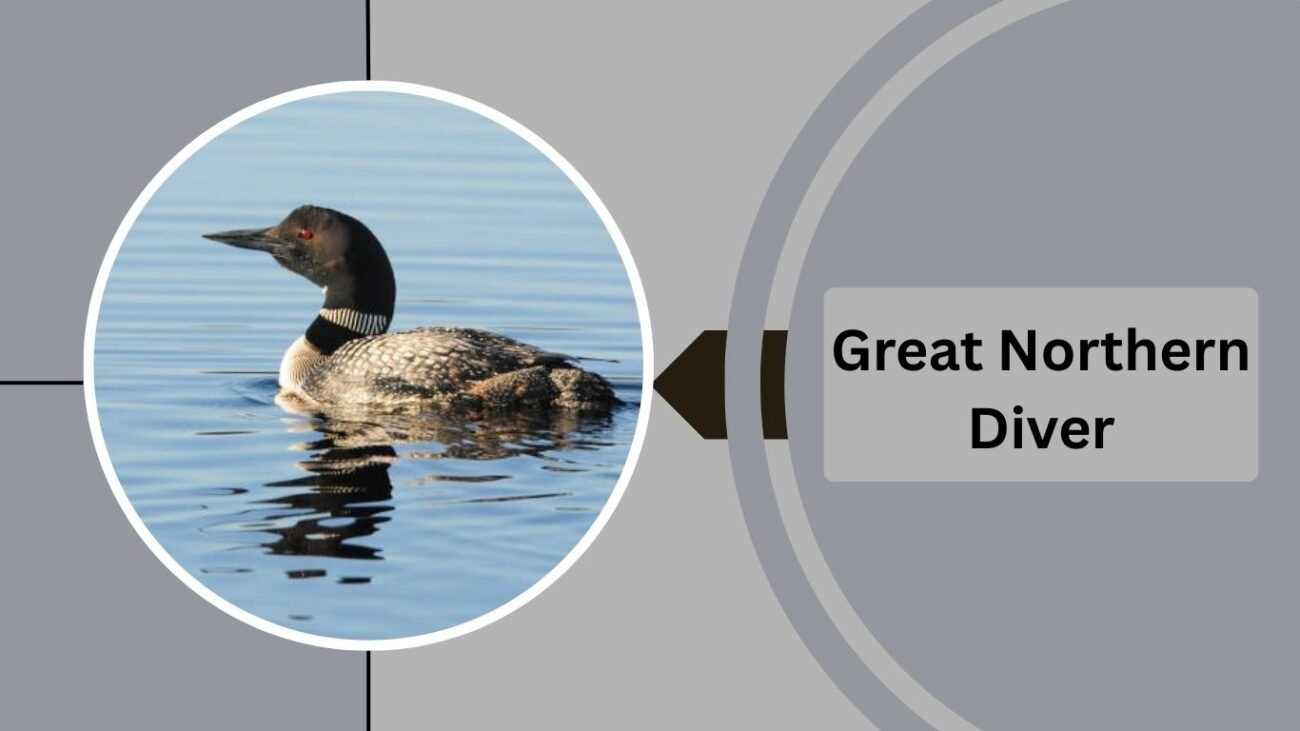 Great Northern Diver