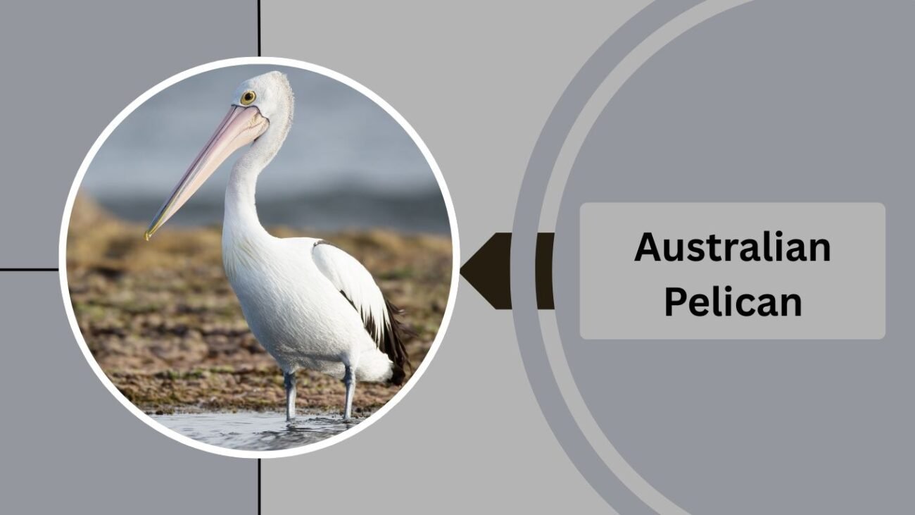 Australian Pelican