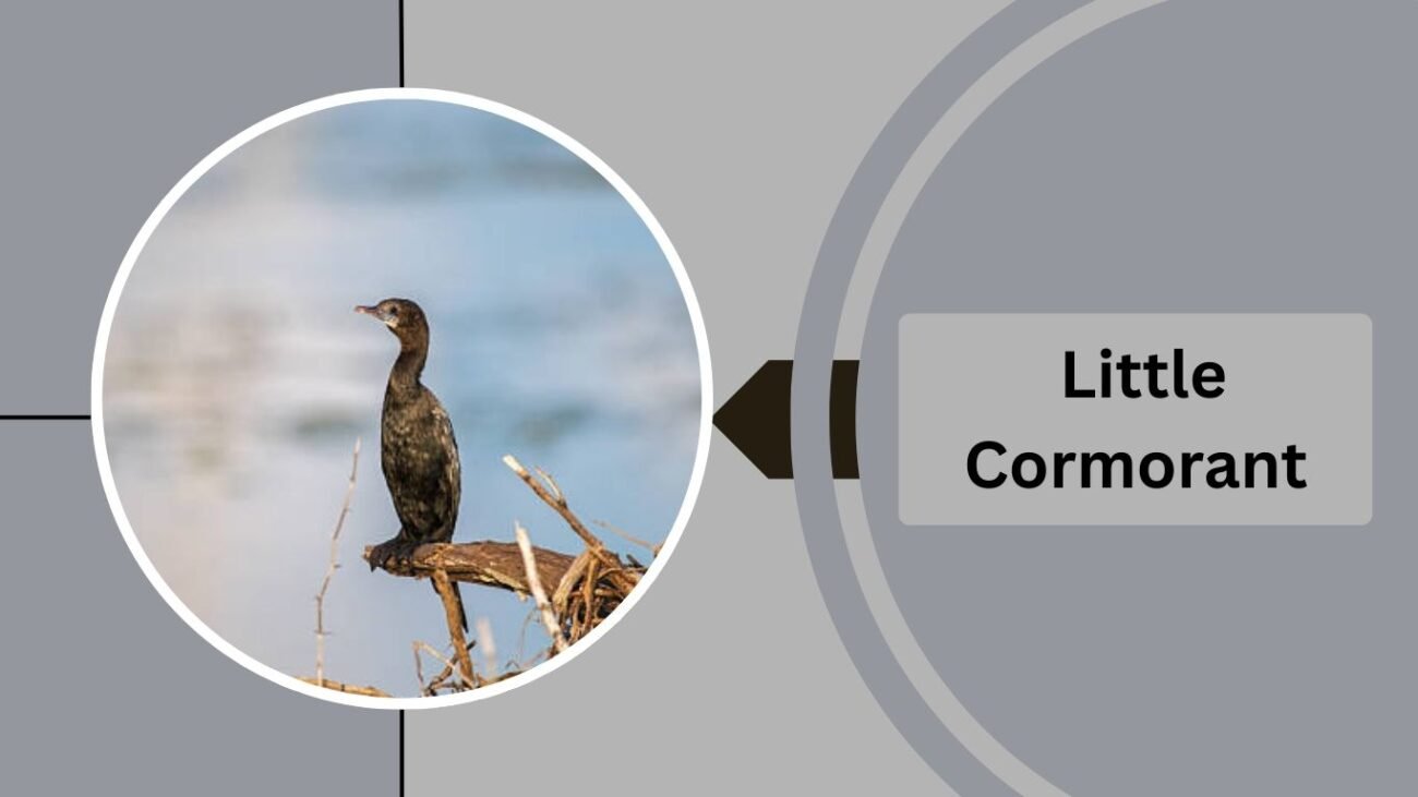 Little Cormorant