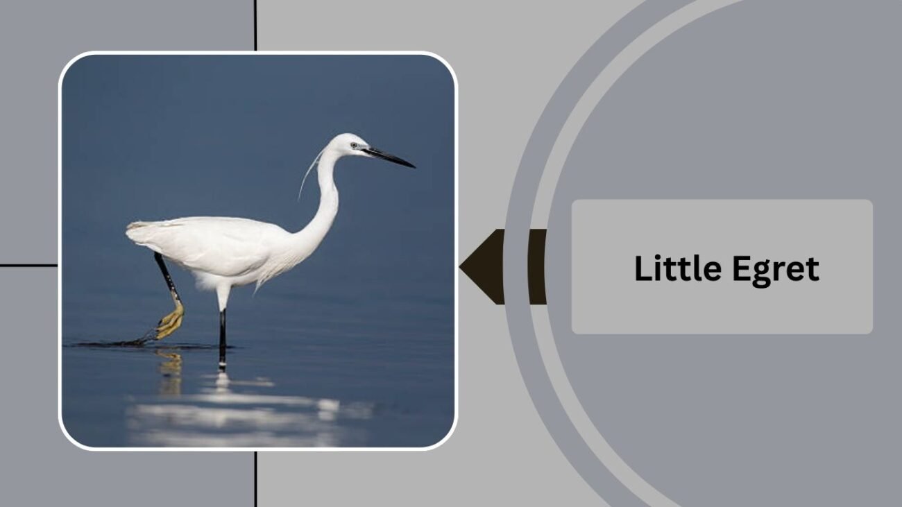 Little Egret 