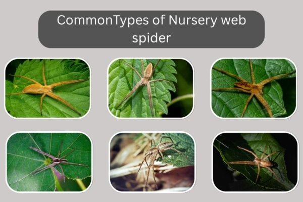 Types of Nursery web spider