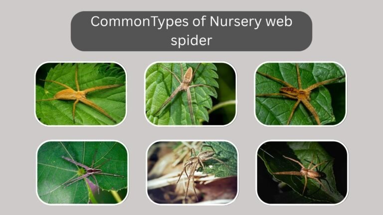 7 Types of Nursery web spider: Identificaton with Pictures
