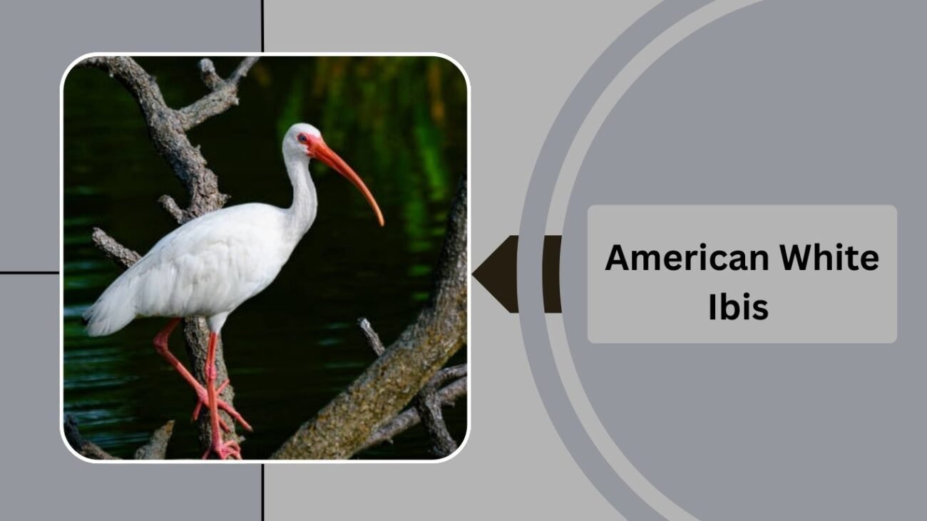 American White Ibis