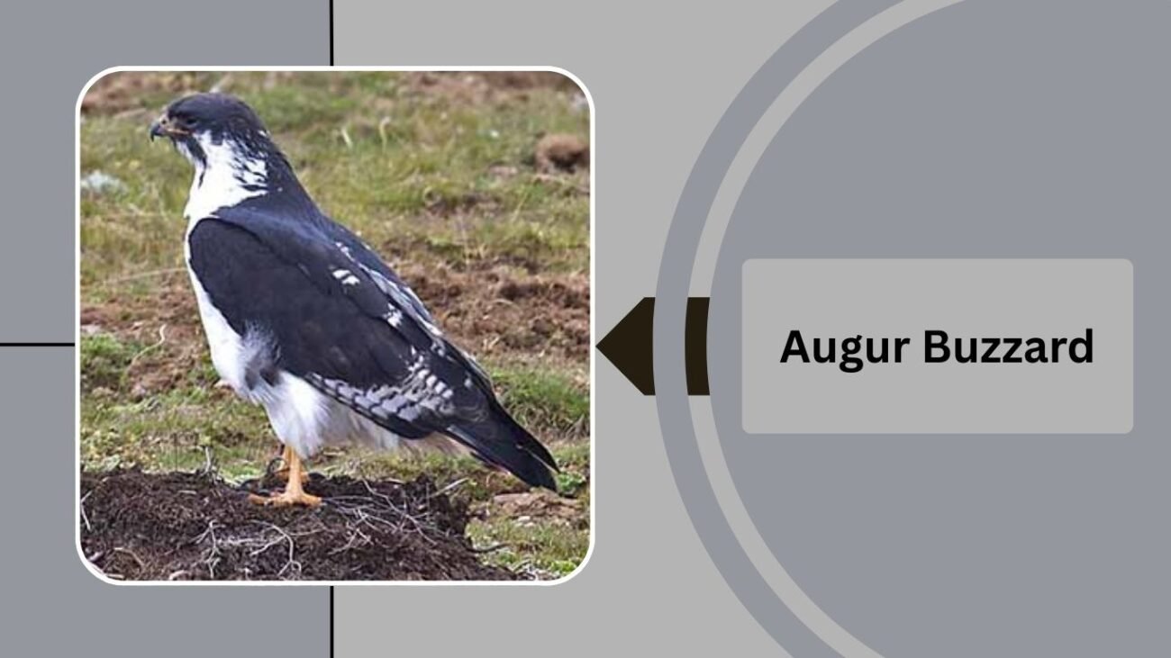 Augur Buzzard