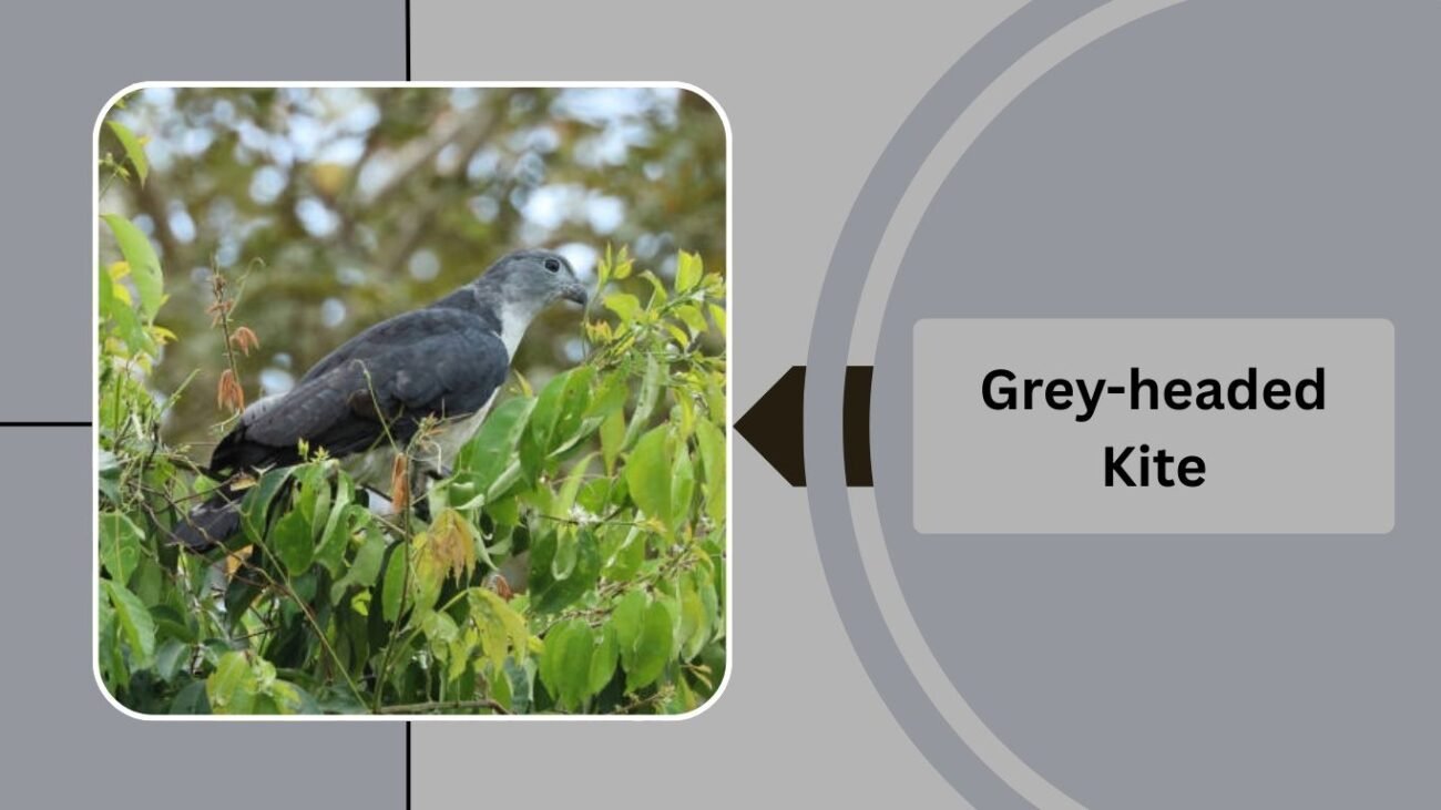 Grey-headed Kite