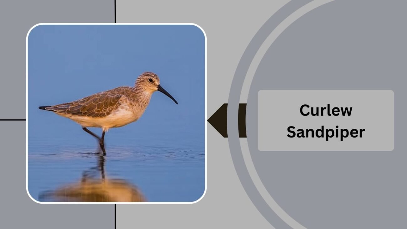 Curlew Sandpiper