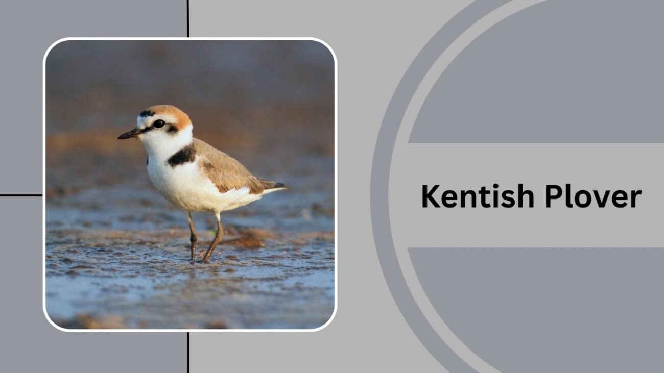 Kentish Plover