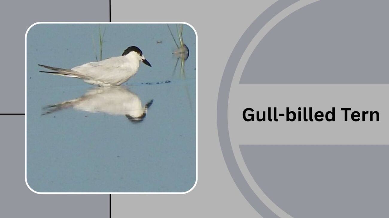 Gull-billed Tern