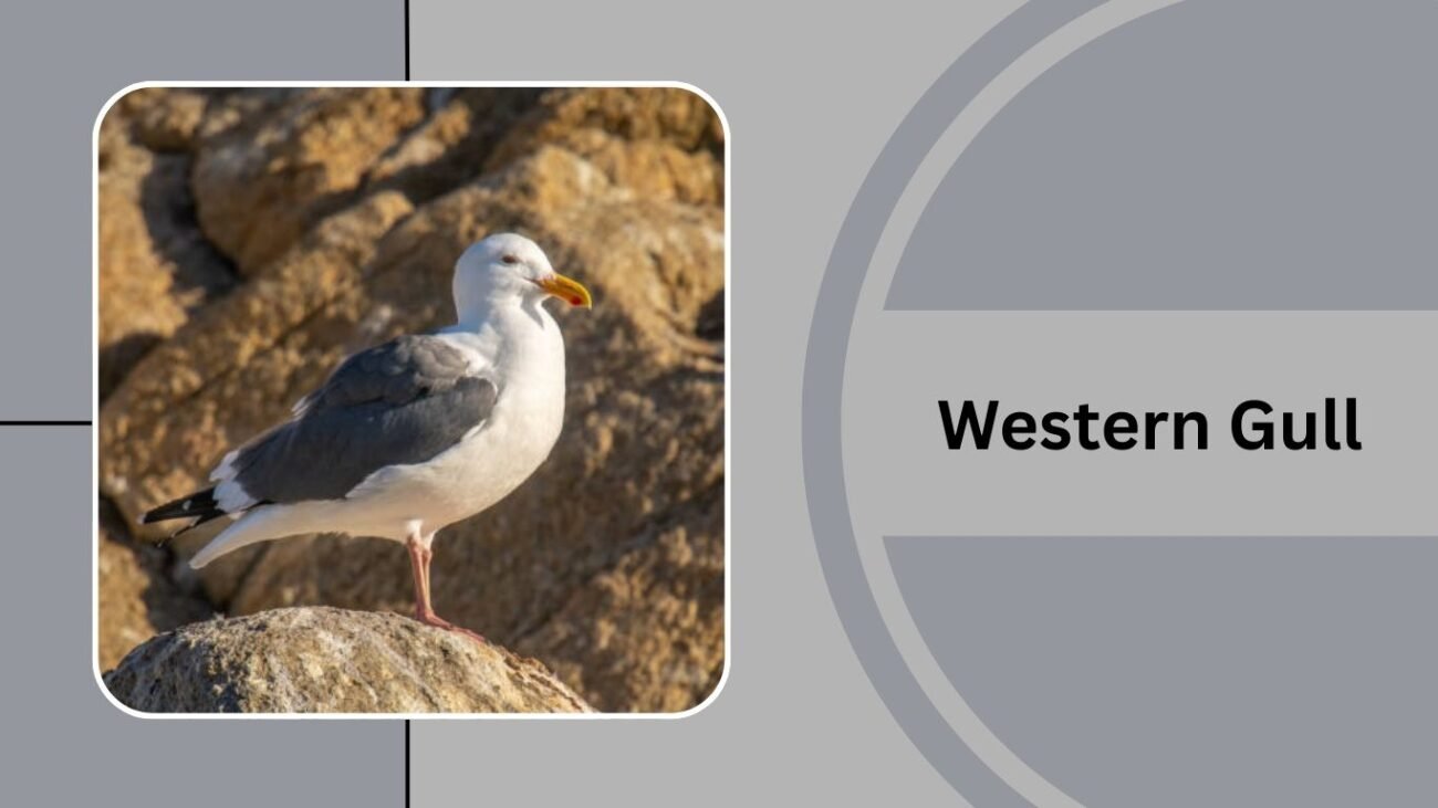 Western Gull