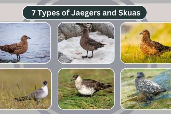 7 Types of Jaegers and Skuas