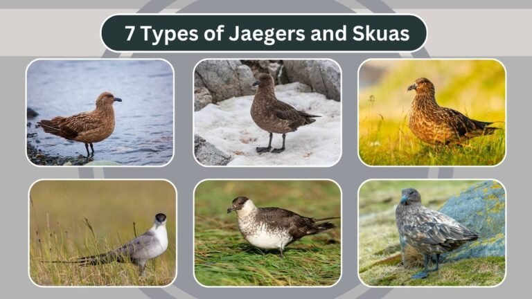 7 Types of Jaegers and Skuas