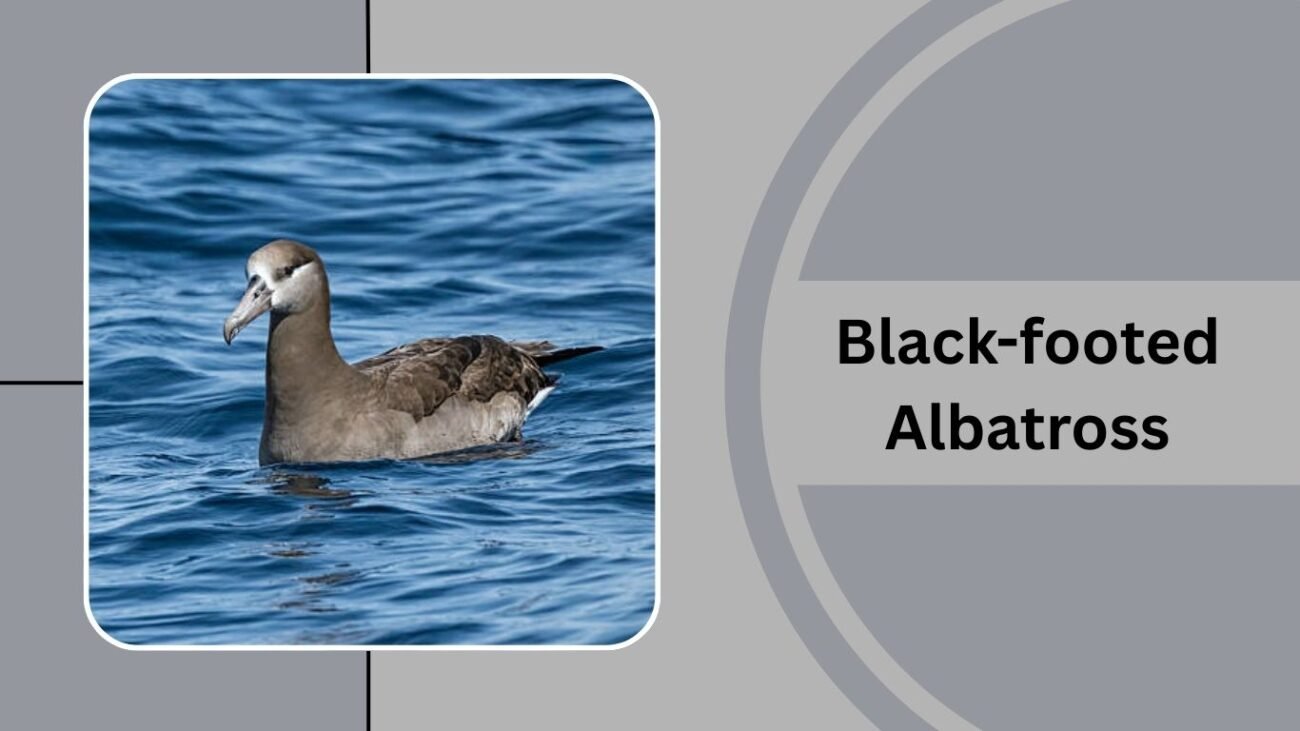 Black-footed Albatross