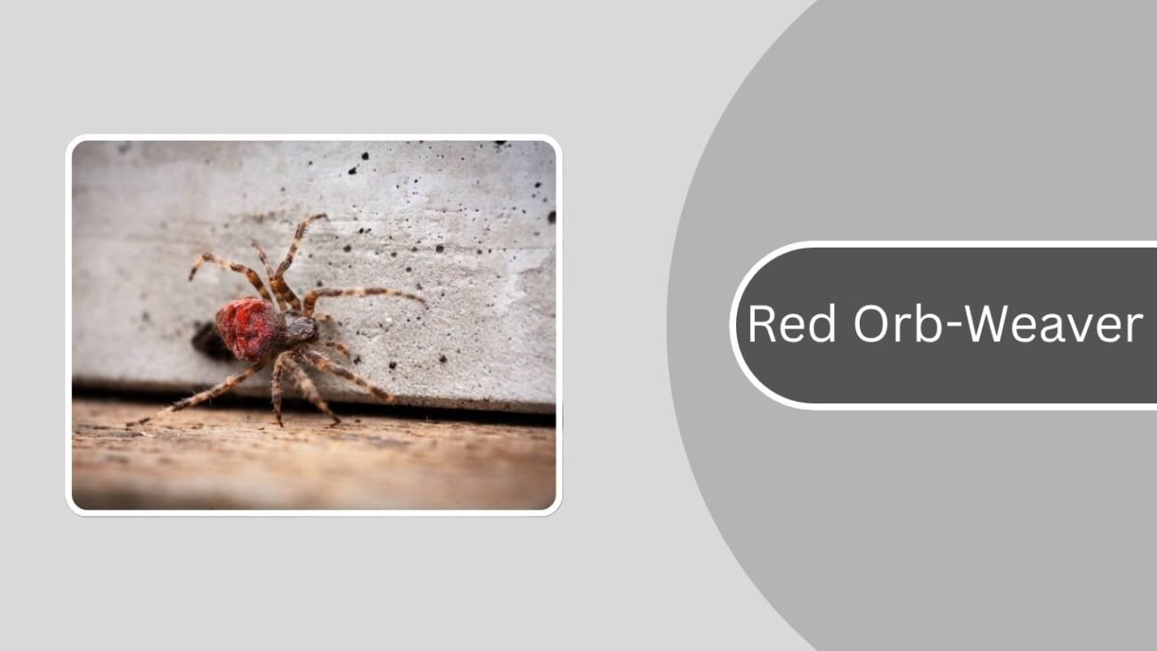 Red Orb-Weaver