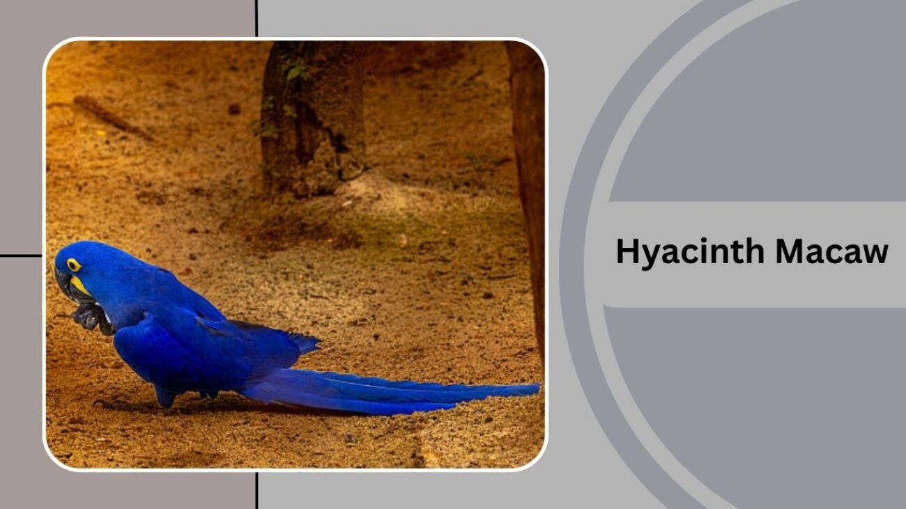 Hyacinth Macaw