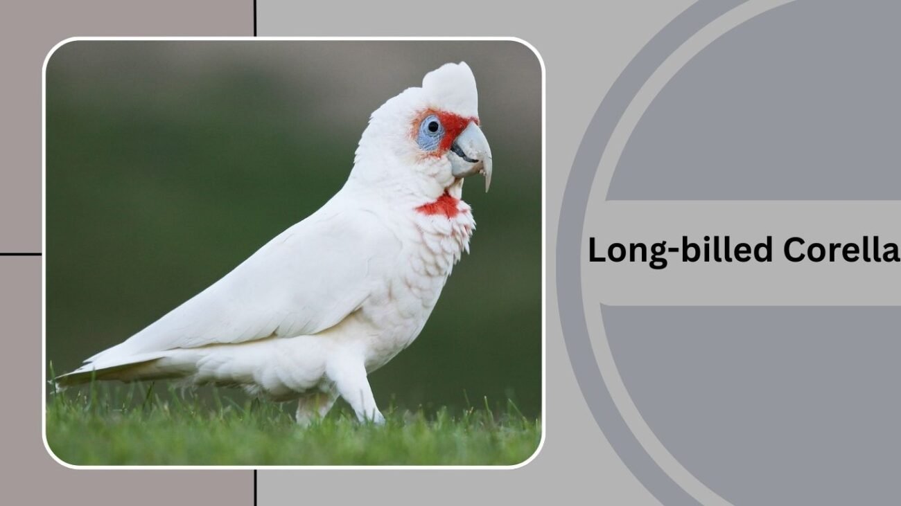 Long-billed Corella