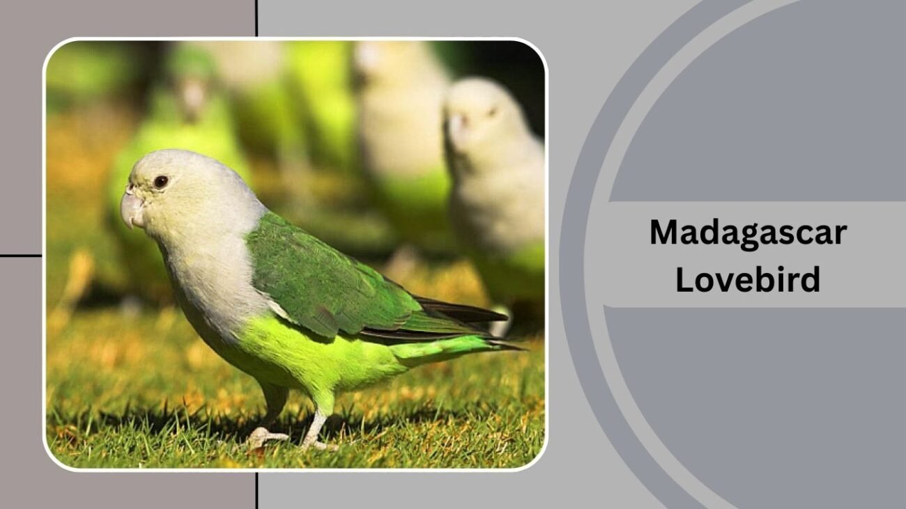 Madagascar Lovebird