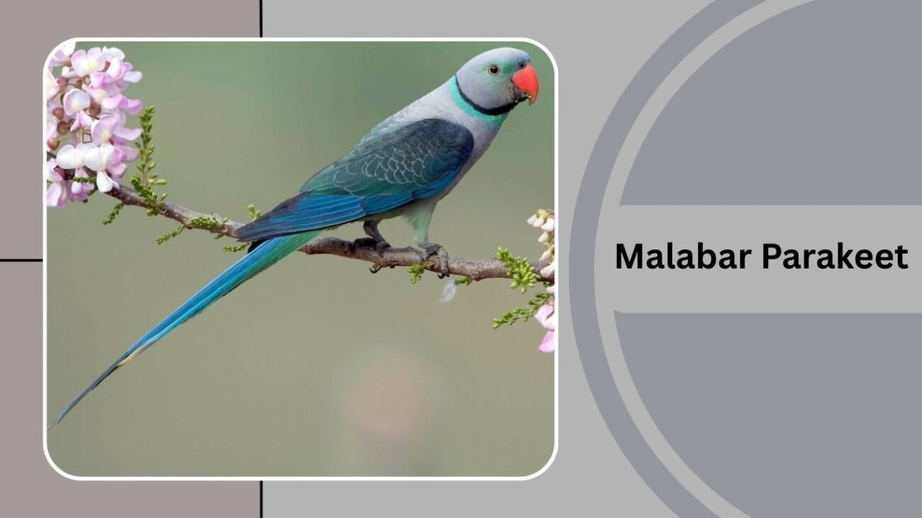 Malabar Parakeet