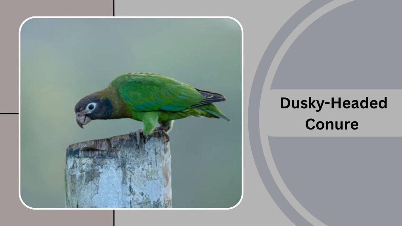 Dusky-Headed Conure