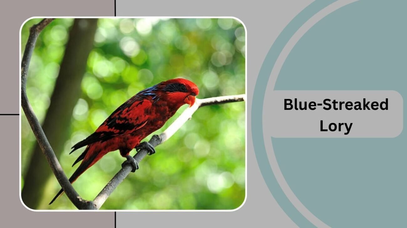 Blue-Streaked Lory