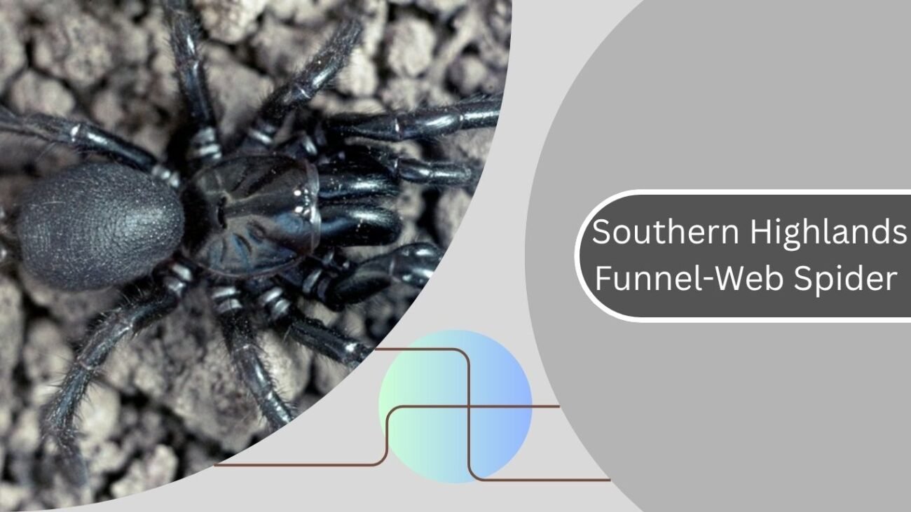 Southern Highlands Funnel-Web Spider