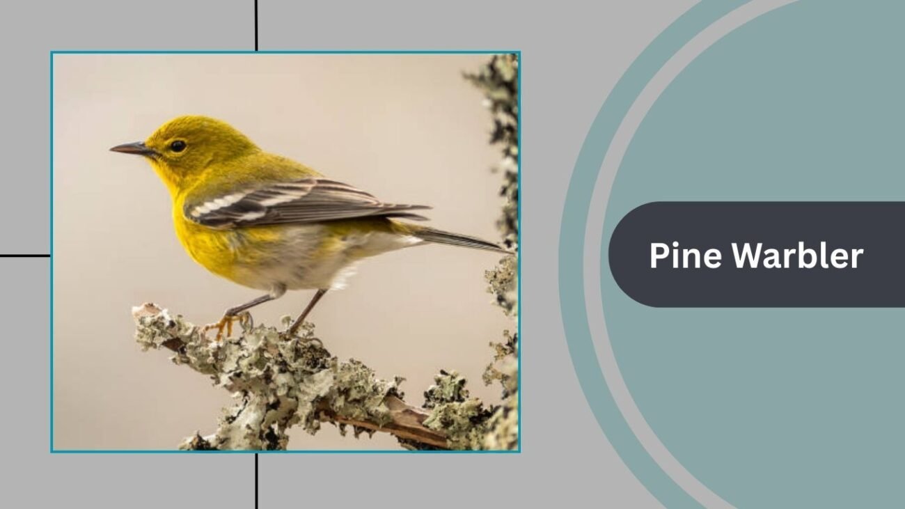 Pine Warbler