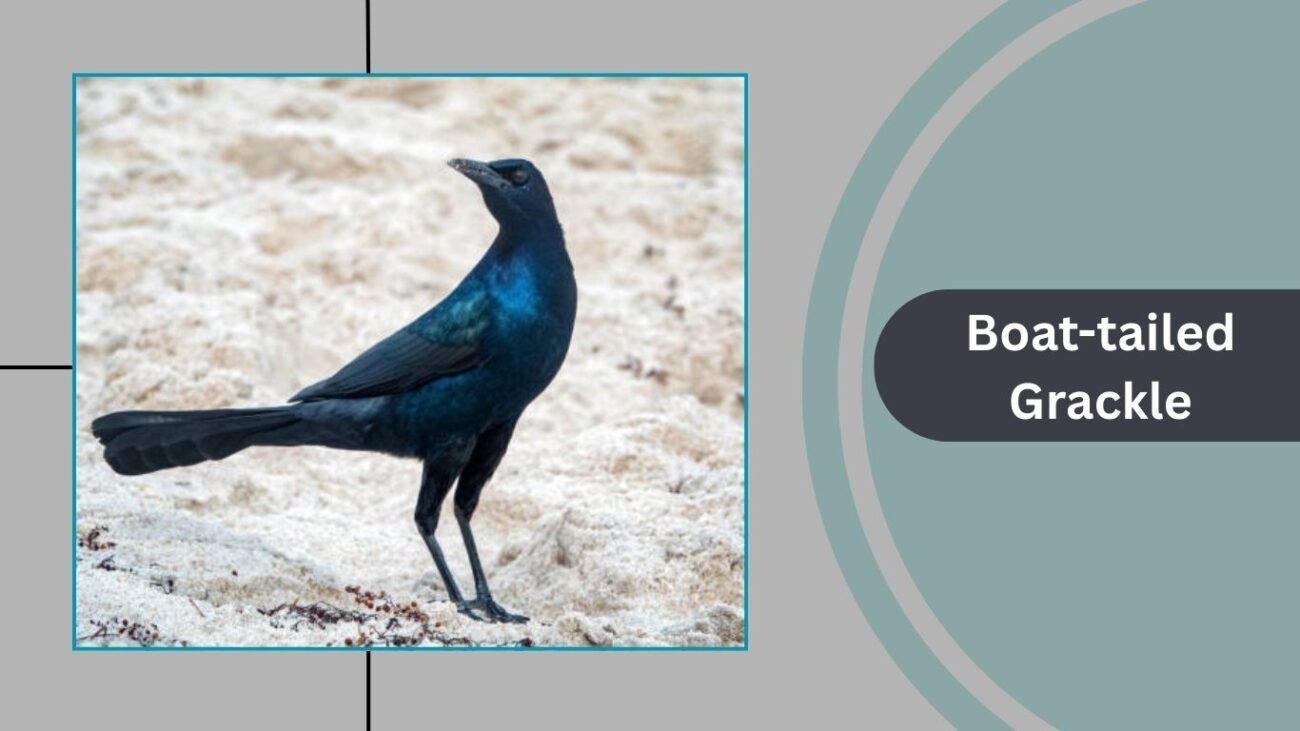 Boat-tailed Grackle