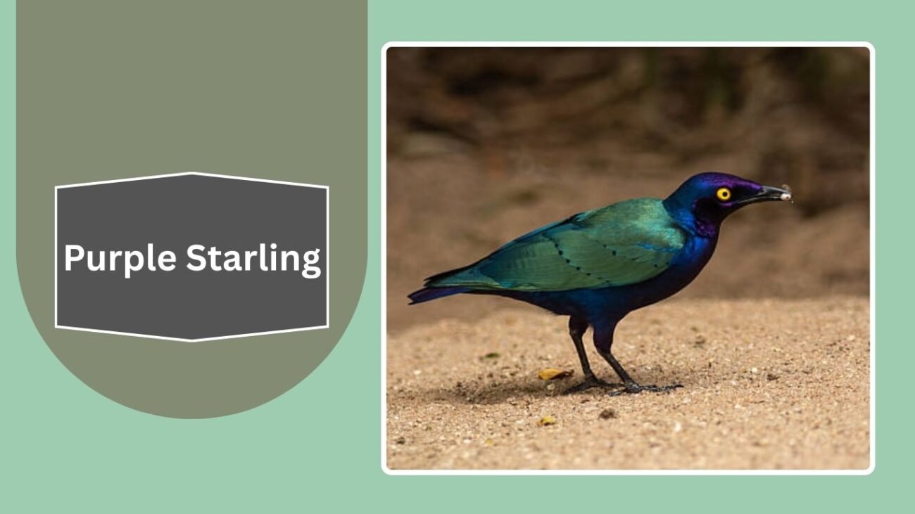 Purple Starling