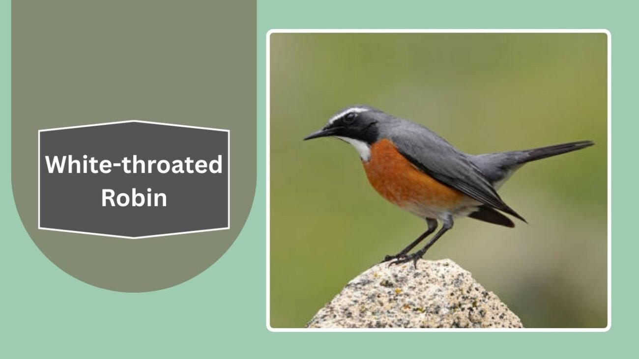 White-throated Robin