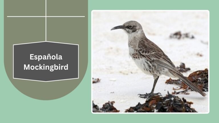 17 Types of Mockingbirds: Different Species Identification