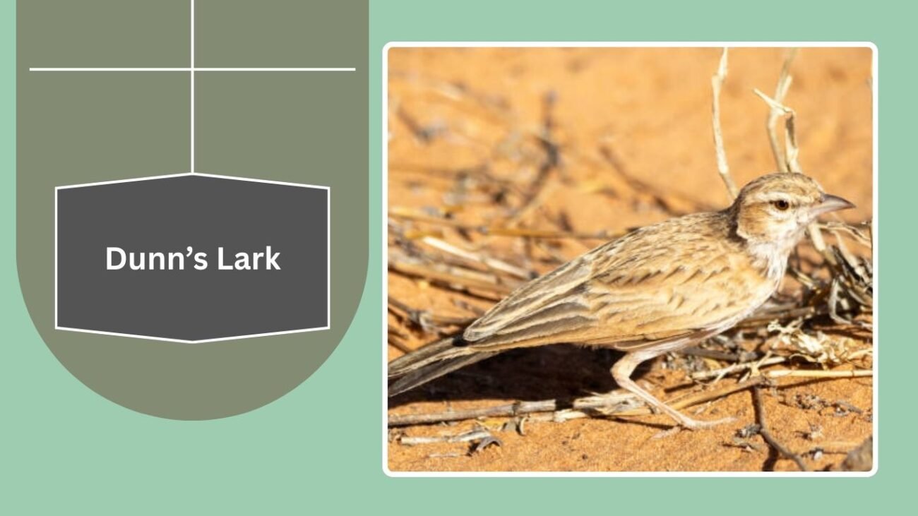 Dunn’s Lark