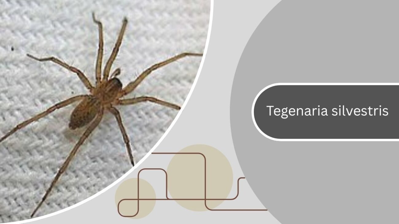 Tegenaria silvestris