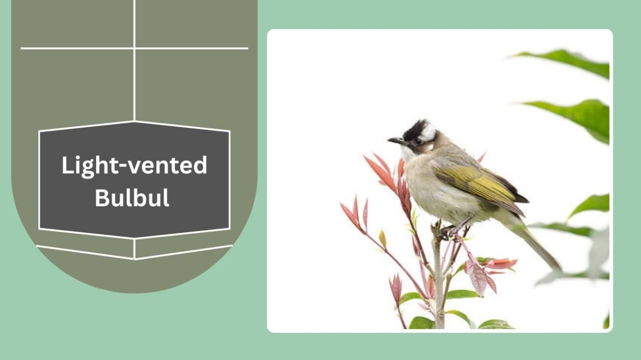 Light-vented Bulbul